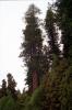 The tallest tree in the world