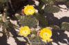 Cactus blossoms
